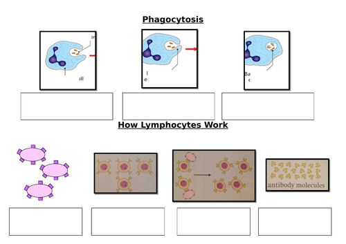 KS3 lesson on the Immune System