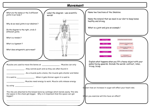 Movement and Respiration revision resource (New GCSE AQA)