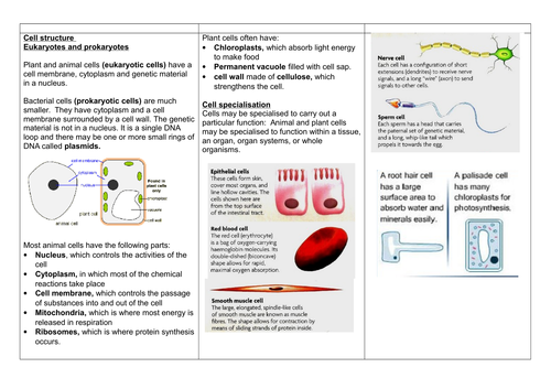 AQA 9-1 GCSE Biology Paper One - Knowledge Organiser Cell Biology