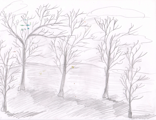 The  trees  during the winter