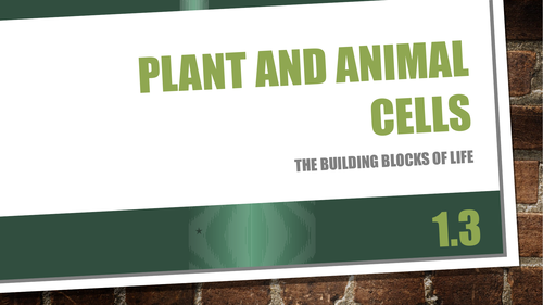 Comparing Plant And Animal Cells Bbc Bitesize