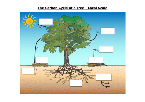 NEW GEOGRAPHY AQA A LEVEL - WATER & CARBON CYCLES LESSON 3: Carbon Cycle Transfers