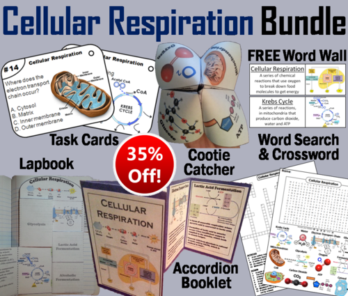 Cellular Respiration Task Cards and Activities Bundle