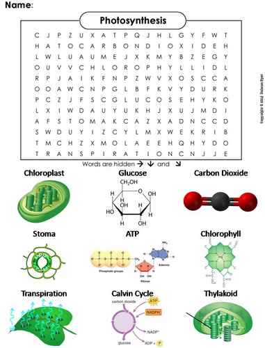 Photosynthesis and Cellular Respiration Word Search Mini-Bundle