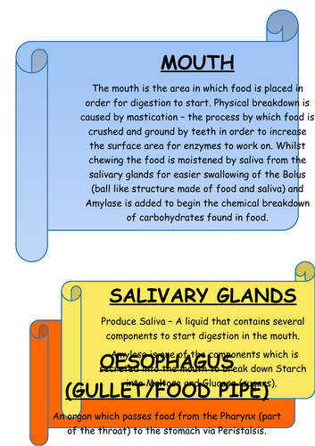 DIGESTIVE SYSTEM POSTER + LABELS
