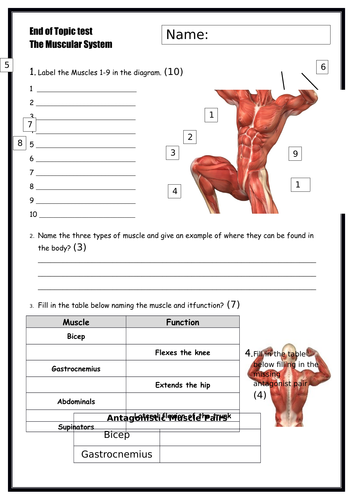 End of Topic Test - Muscular System - Btec Level 3 - Unit 1