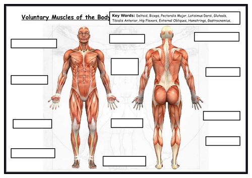 GCSE PE - Label Blank Muscles -With Key Words - Edexcel ...