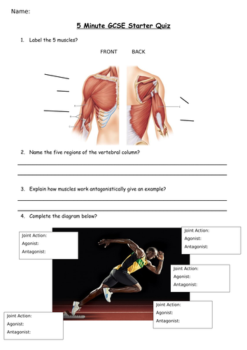 starter task - GCSE PE - Muscles - Edexcel - Quiz