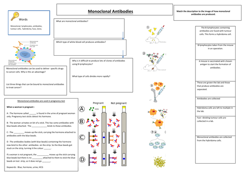 how do pregnancy tests work gcse biology