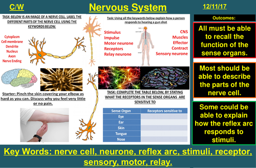 Nervous System & Reflex Arc | AQA B2 4.5 | New Spec 9-1 (2018)
