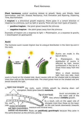 New GCSE Plant Hormone Comprehension