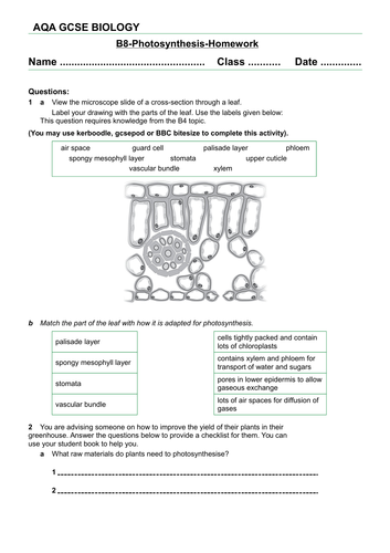 AQA new specification-B8-Photosynthesis homework