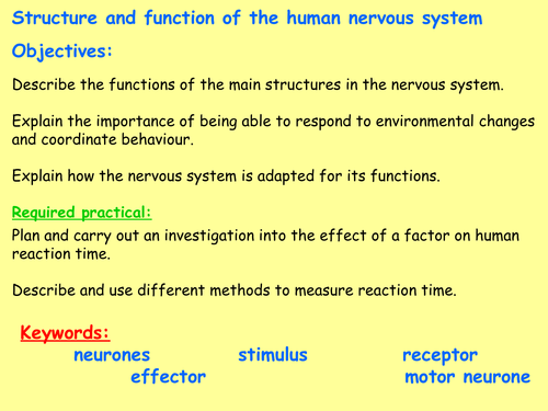 New AQA B5.2 (New Biology GCSE spec 4.5 - exams 2018) – Structure and function of the nervous system
