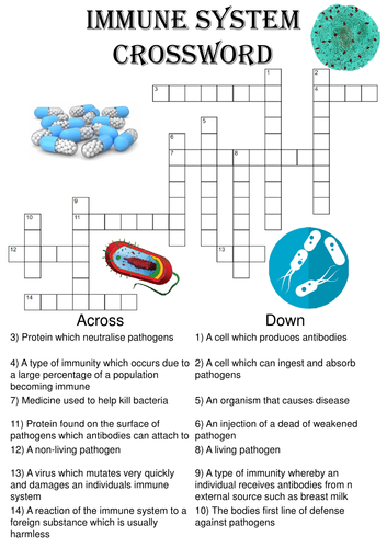 Biology Crossword Puzzle: The immune system (Includes answer key)