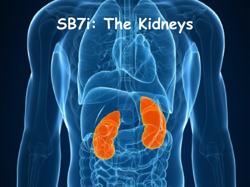 SB7i  The Kidneys