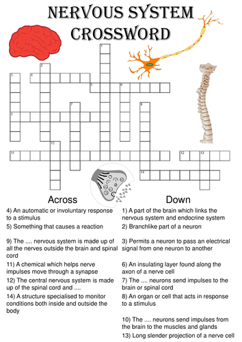 Biology Crossword Puzzle: The nervous system (Includes answer key