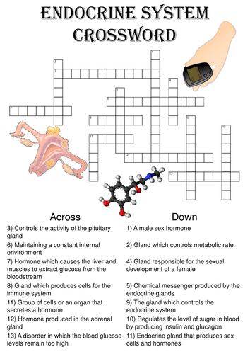 Biology Crossword Puzzle: The endocrine system (Includes answer key