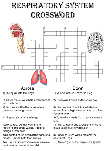 Biology Crossword Puzzle: The respiratory system (Includes answer key)
