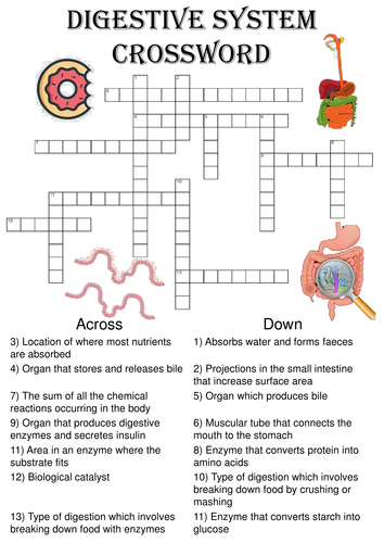 Biology Crossword Puzzle: The digestive system (Includes answer key