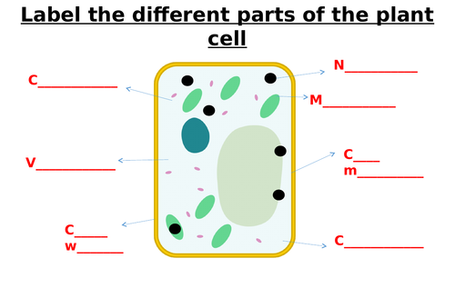 Animal Cell, Plant Cell, Bacterial Cell Label Worksheets (Differentiated)
