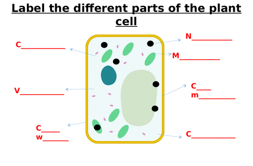 Animal Cell, Plant Cell, Bacterial Cell Label Worksheets