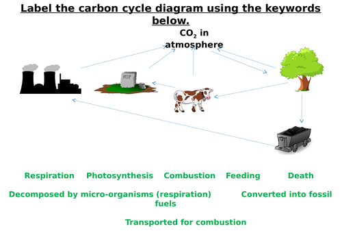 The Carbon Cycle Label Worksheets (Differentiated)
