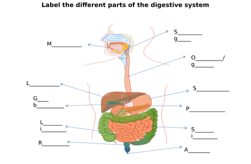 Digestive System Label Diagram Worksheets (Differentiated) | Teaching