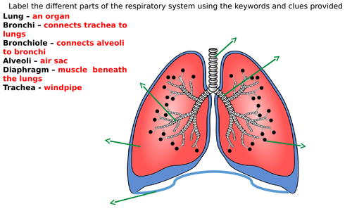Respiratory System Diagram Label Worksheets (Differentiated)