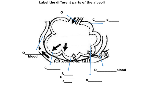 Alveoli Diagram Label Worksheets (Differentiated)