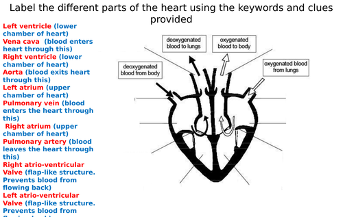 The Heart Diagram Label Worksheets (Differentiated)