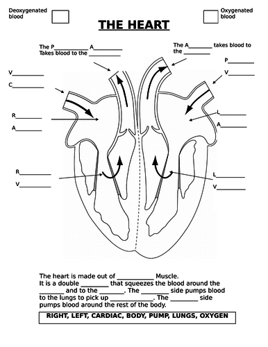 The Heart - AQA (9-1)