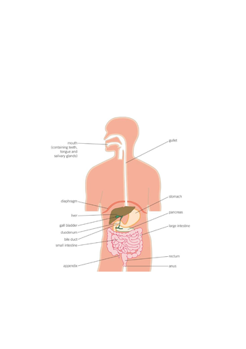 The Human Digestive System - AQA (9-1)
