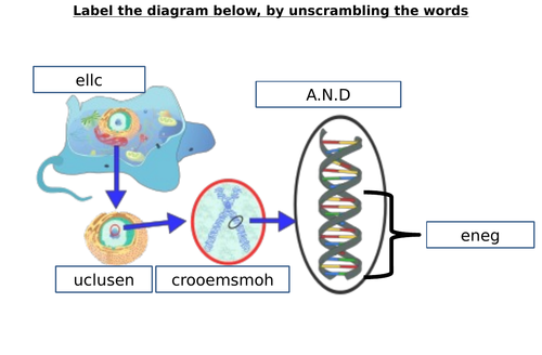 Chromosome, Gene, DNA Diagram Label Worksheets (Differentiated)