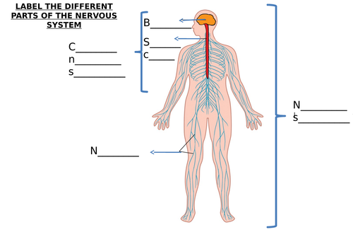 Nerve Cell & Nervous System Diagram Label Worksheets (Differentiated)