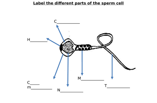 Sperm Cell, Egg Cell Diagram Label Worksheets (Differentiated)