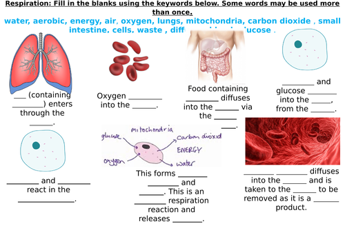 Respiration Fill in the blanks Worksheets (Differentiated)