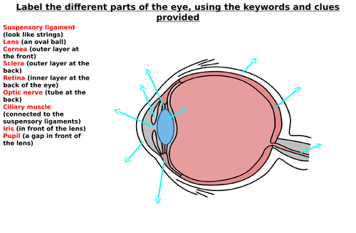 The Eye Diagram Label Worksheets (Differentiated)