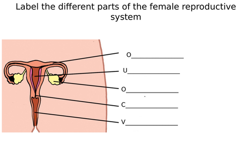 Male Female Reproductive System Diagram Label Worksheets