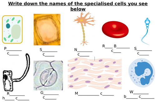 Specialised Cells Diagram Label Worksheets (Differentiated)