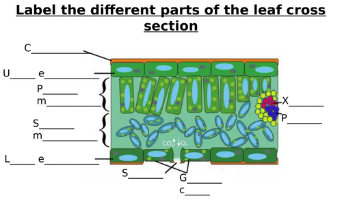 Leaf Cross Section Diagram Label Worksheets (Differentiated)