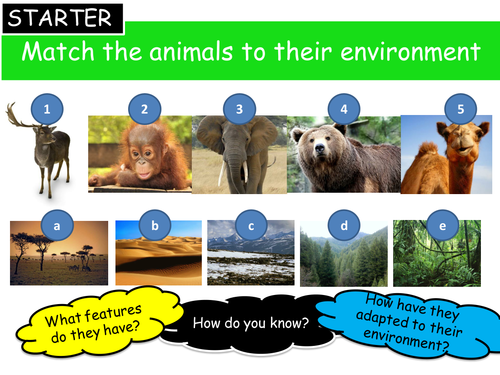 Ecosystems & Biomes (Rainforest focus) - part 1