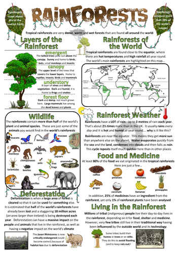Rainforests Factsheet/Poster