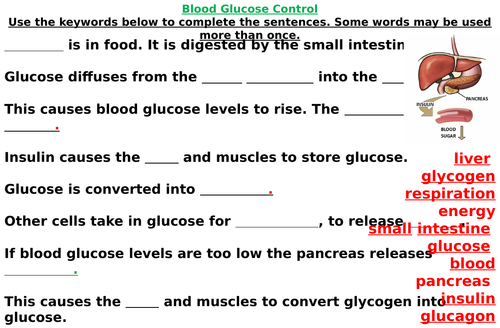 Blood Glucose Control Fill in the Blanks Worksheets (Differentiated)