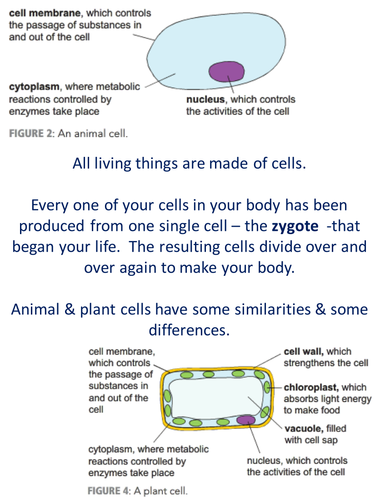 Cells (Plant and Animal)