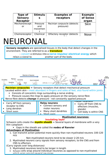 A Level Biology OCR: Neuronal Communication