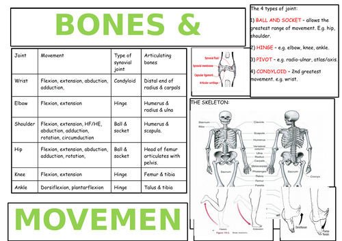 OCR AS PE ANATOMY & PHYSIOLOGY REVISION BROADSHEETS (NEW SPEC 2016+)