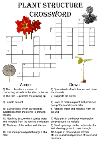 Biology Crossword Puzzle: Structure of a plant Teaching Resources