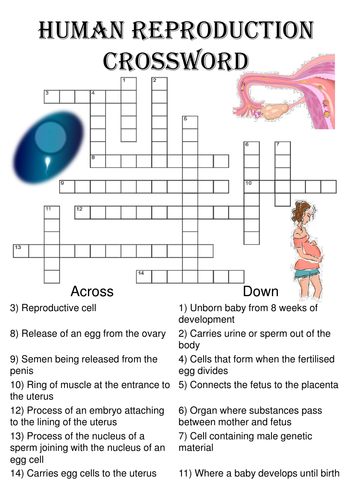 Biology Crossword Puzzle: Human Reproduction (Includes Solution)
