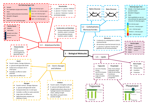 Biological Molecules Revision Mind Map - AQA AS/A Level Biology (7401/7402)