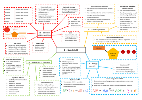 Nucleic Acids Revision Mind Map Aqa As A Level Biology 7401 7402 By Spars234 Teaching